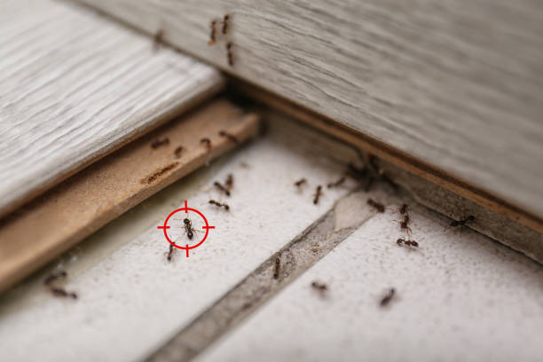 Best Pest Inspection Near Me  in Kingston, IL