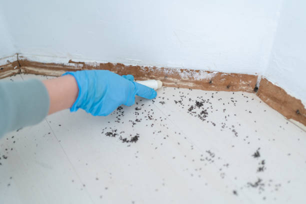Best Flea Control Services  in Kingston, IL